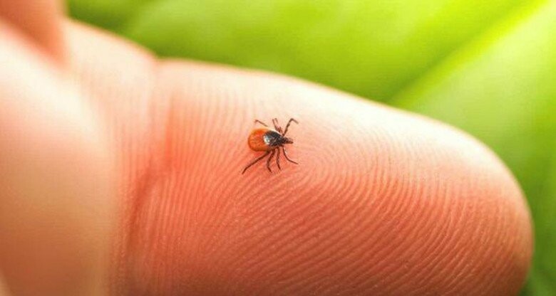  ����������� �������� ������� ���������� ������ ��������� 