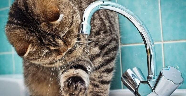  ����������� �������� ������ ��������� �������� ���� 