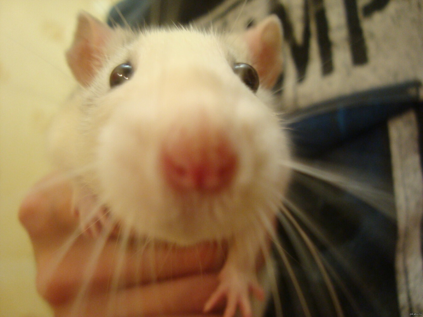  �������� ����� 2020 ��� ��������� 