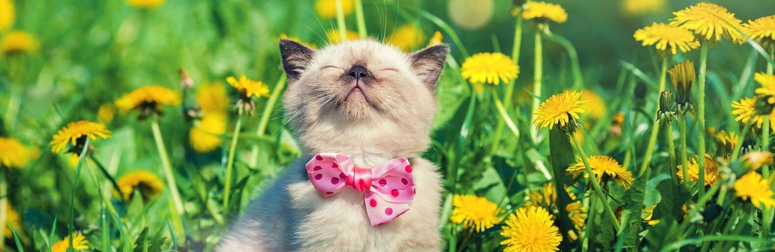  ������ ������ ����� ��� ��������� 