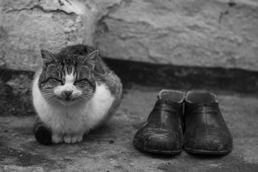 Елена Жеребцова - Два сапога-пара