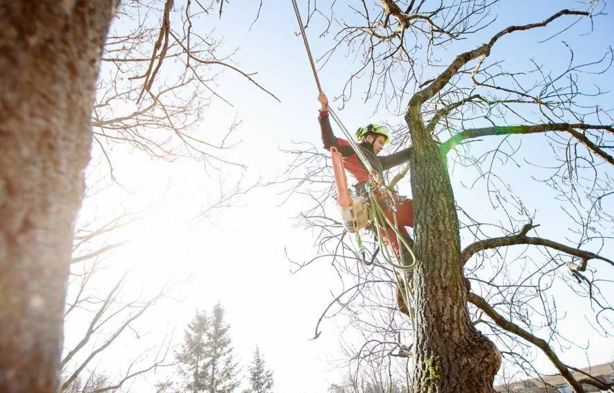 Удаление деревьев на кладбищах - Новости 1 декабря 2023 г. - 0629.com.ua