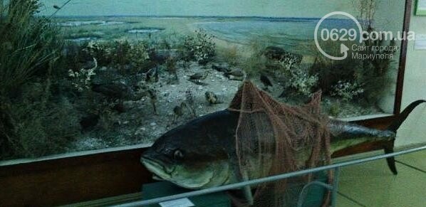 Что содержится в капле морской воды на мариупольском пляже..., фото-1 Что содержится в капле морской воды на мариупольском пляже (ФОТО, ИНФОГРАФИКА), фото-1
