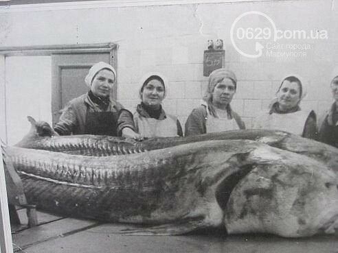 Что содержится в капле морской воды на мариупольском пляже..., фото-2 Что содержится в капле морской воды на мариупольском пляже (ФОТО, ИНФОГРАФИКА), фото-2