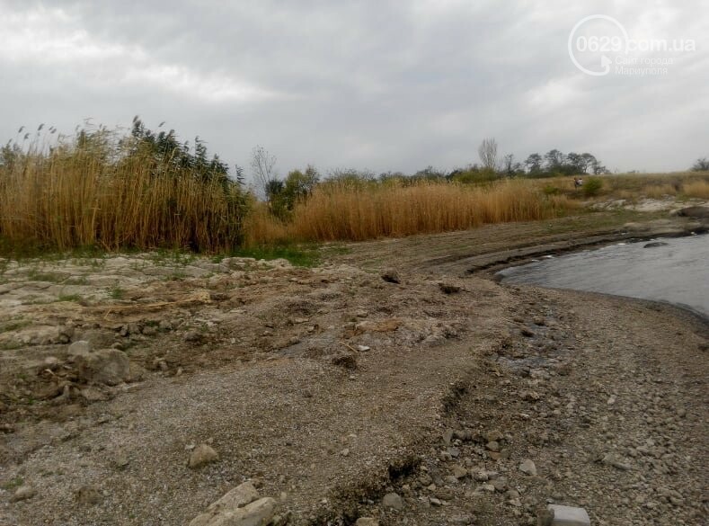 Тилапия в нововоронежском водохранилище фото