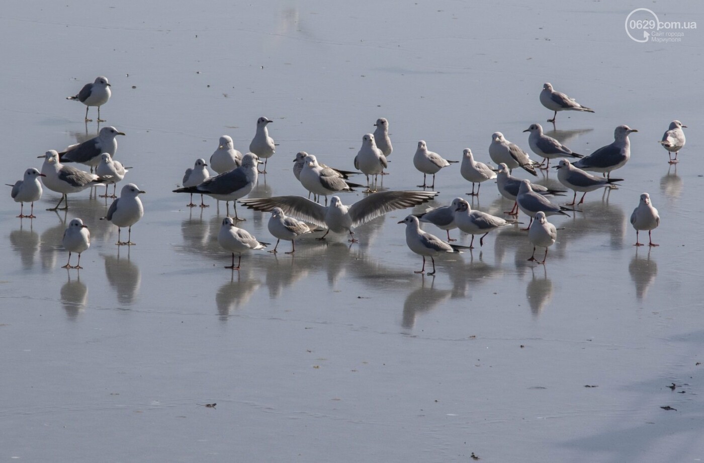 Встать в центр моря и не утонуть. 20 фотографий зимнего Азо..., фото-5 Встать в центр моря и не утонуть. 20 фотографий зимнего Азова в Мариуполе, - ФОТОРЕПОРТАЖ, фото-5