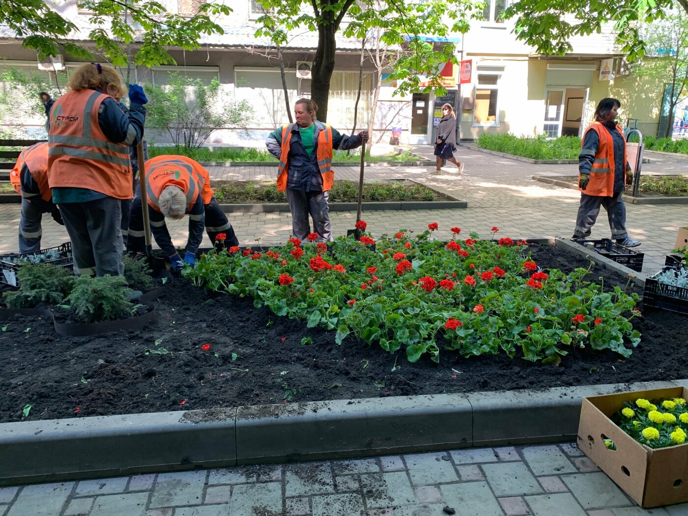 На Алеї пам'яті біля Вежі висадили красиві квіти, - ФОТОФАКТ, фото-2