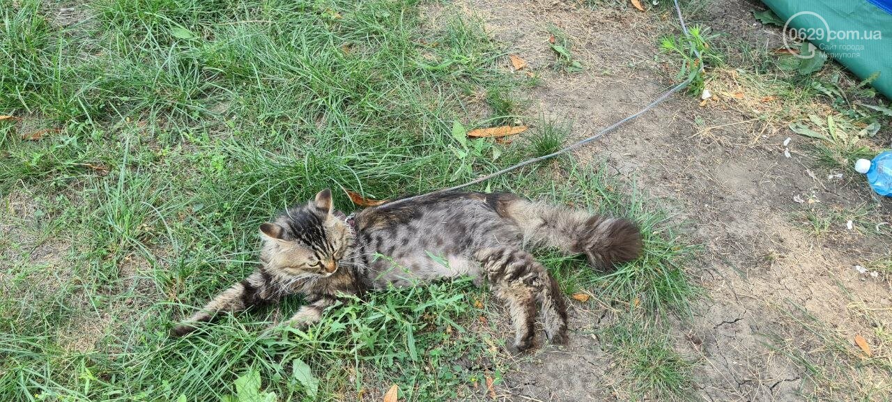 "Помогите жители городов и сел!" В Мариуполе мужчина с котом поселился под офисом партии Зеленского, - ФОТО, фото-6