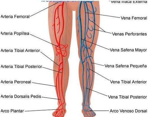 Вена на латинском. Тромбофлебит лицевых вен. Arterial Spin labeling нижних конечностей.