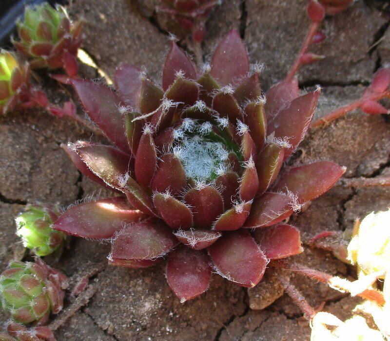 Молодило виды и сорта. Молодило (sempervivum). суккуленты молодило семпервивум. молодило паутинистое рубин. молодило кровельное (sempervivum tectorum).