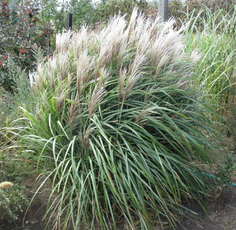 Мискантус для чего. Мискантус Ротсилбер. Мискантус Ротсилбер (Rotsilber ). Miscanthus sinensis Kaskade. Мискантус Ротзильбер китайский.