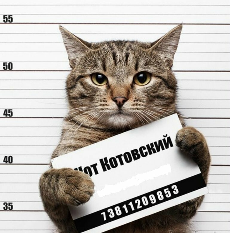 Картинки с надписями как в контакте прикольные, поздравительная