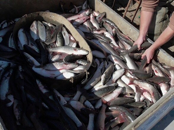 200 сетей, 100 кг рыбы, 100 тысяч убытков... В прибрежной зоне ...