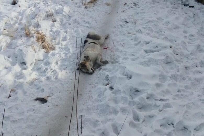 В Мариуполе житель частного сектора застрелил соседскую собаку