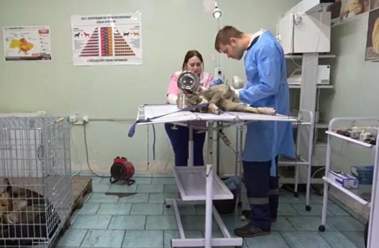 В Мариуполе строят стерилизационный центр для бездомных собак, - ВИДЕО