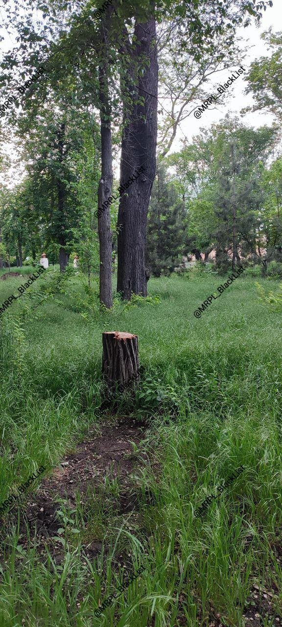 Тотальне знищення. Що в Маріуполі залишилось від дерев, - ФОТО