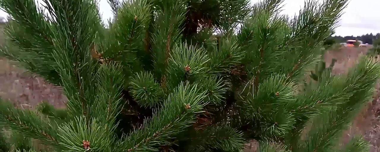 Дешевые Новогодние Елки