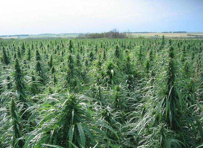 Польза семян конопли с марихуаны давление