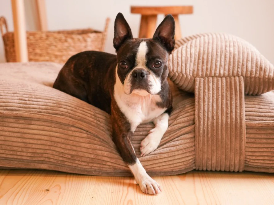 Подушка Memory Foam Cacao