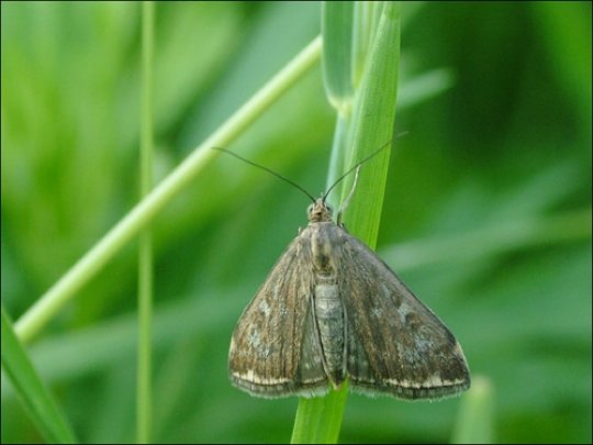 Мотылек Мотылек