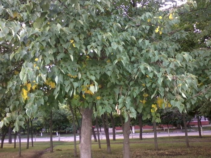 Желтые листья