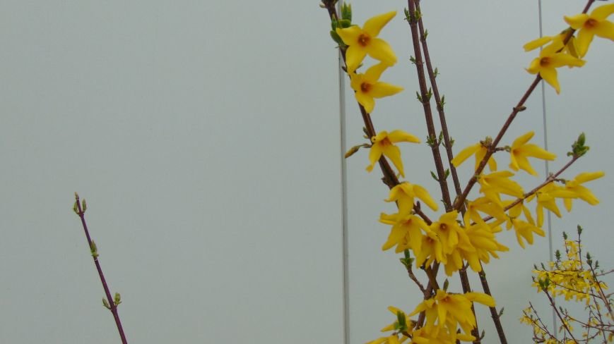 Испортившаяся погода в Мариуполе не помешала бурному «майскому» цветению (ФОТОФАКТ) (фото) - фото 1