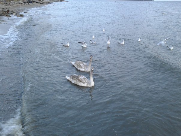 Мариупольские водолазы спасли пару отбившихся от стаи лебедей (фото) - фото 1