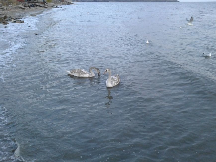 Мариупольские водолазы спасли пару отбившихся от стаи лебедей (фото) - фото 1