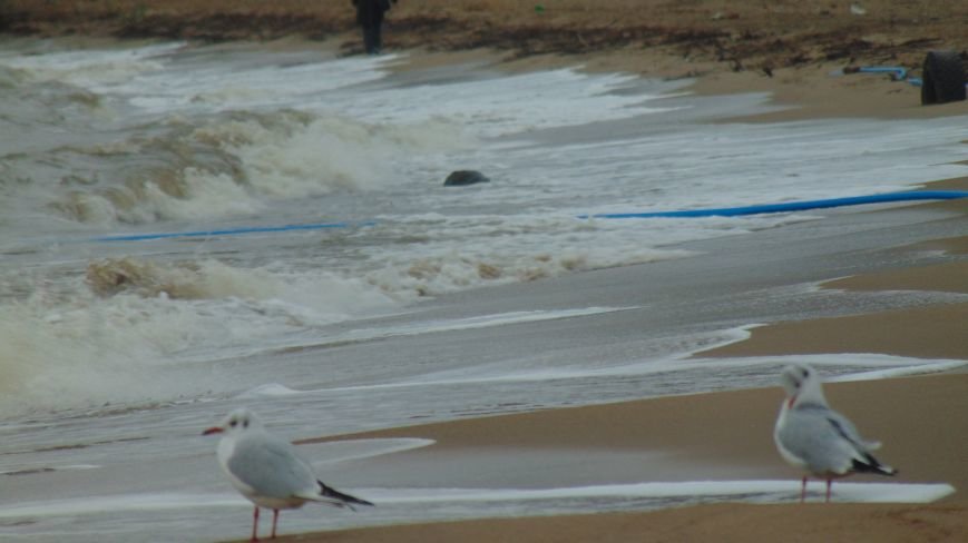Море напало на мариупольское побережье, захватило пляж, повредило коммуникации (ФОТОФАКТ) (фото) - фото 1