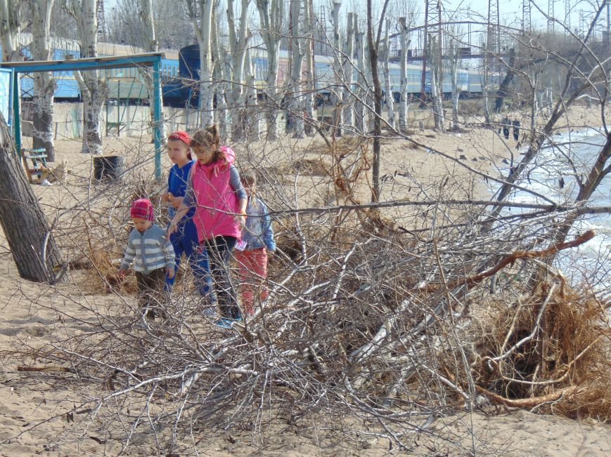 На побережье Мариуполя вырубили деревья (ФОТО) (фото) - фото 1
