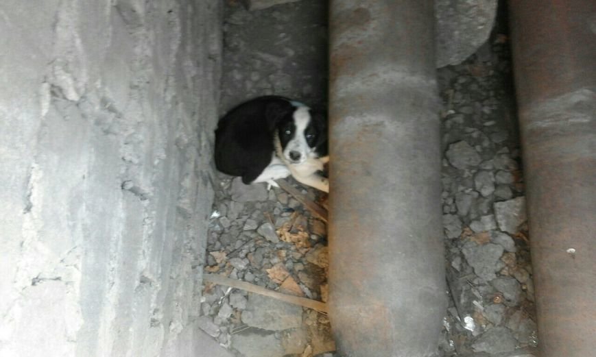 В центре Мариуполя в люке застряли щенки (ФОТО) (фото) - фото 1